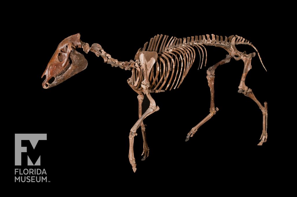 complete articulated Three-toed Transitional Horse fossils