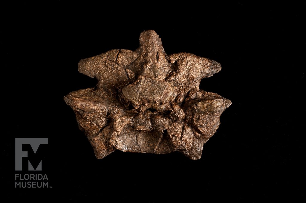 Titanoboa Vertebra (Titanoboa cerrejonensis) fossil on black background