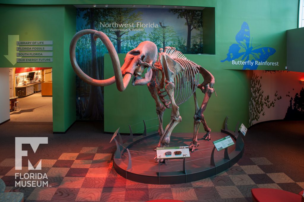 Columbian Mammoth (Mammuthus columbi)