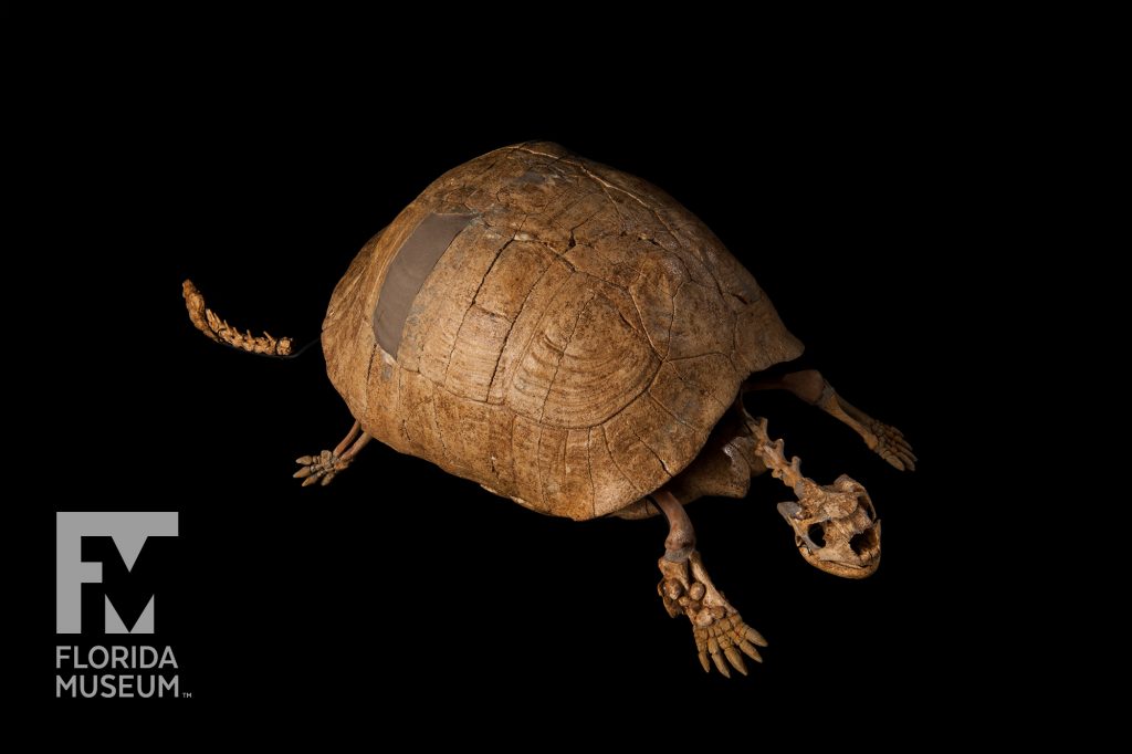 Dwarf Tortoise (Hesperotestudo incisa)