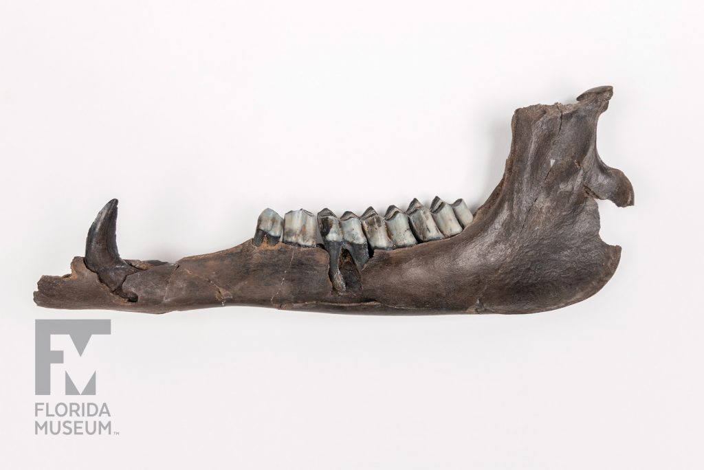 lama Jaw with a row of teeth photographed from the side to show the jaw