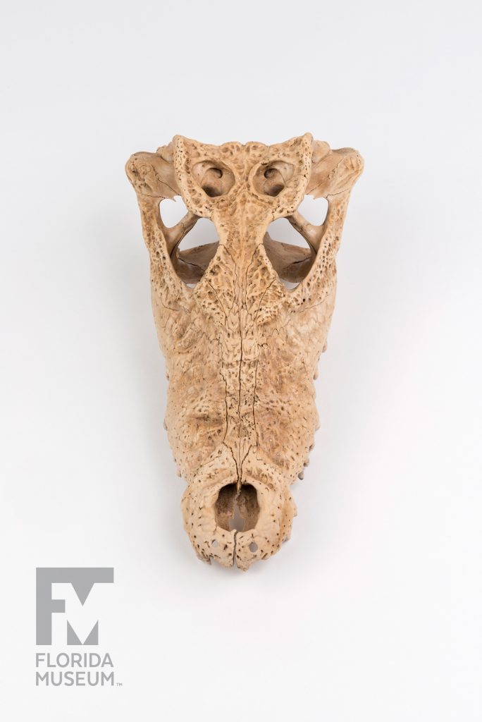 Cuban Crocodile Skull (Crocodylus rhombifer)
