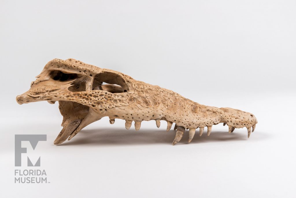 Cuban Crocodile Skull (Crocodylus rhombifer)