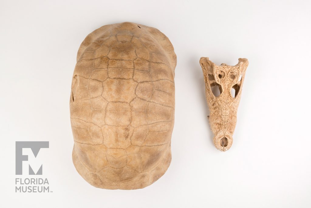 Cuban Crocodile Skull & Albury's Tortoise Shell