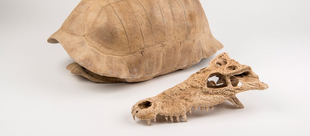 Cuban Crocodile Skull & Albury's Tortoise Shell