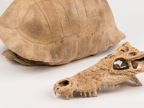 Cuban Crocodile Skull & Albury's Tortoise Shell