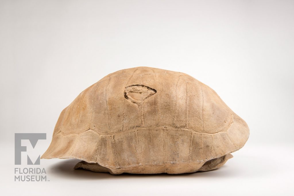 Albury's Tortoise Shell (Chelonoidis alburyorum)