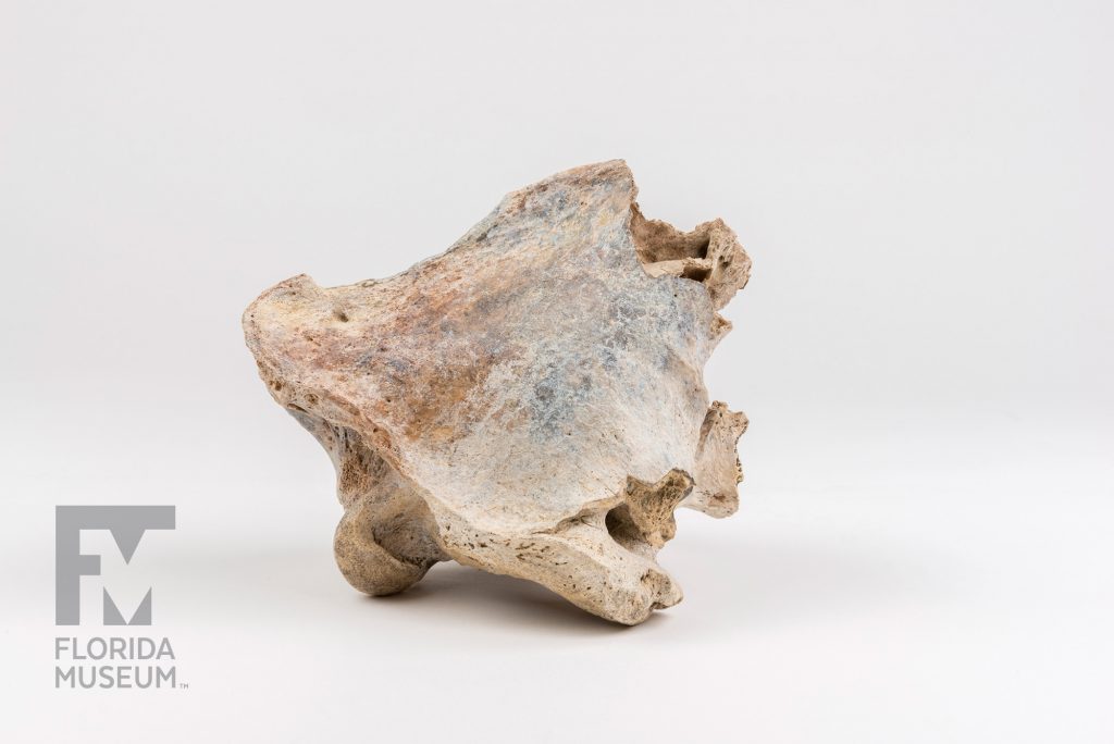 Saber-toothed Cat Skull (Smilodon populator)