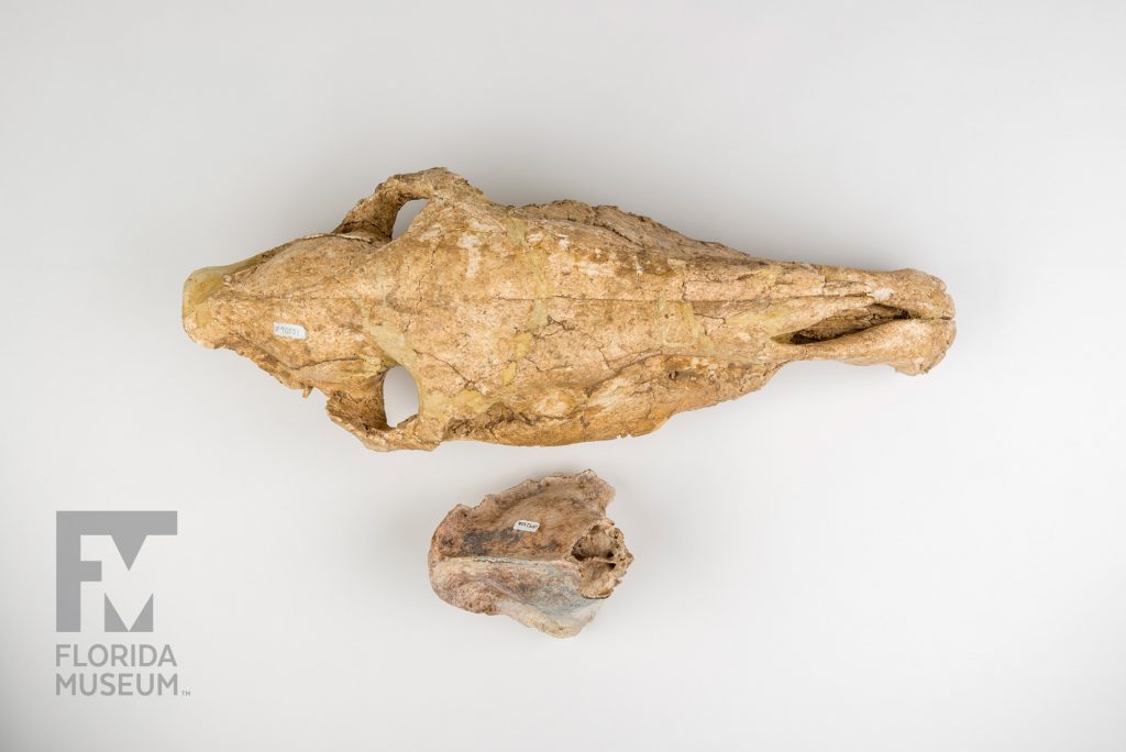 Horse Skull (Equis insulatus) & Saber-toothed Cat Skull (Smilodon populator)