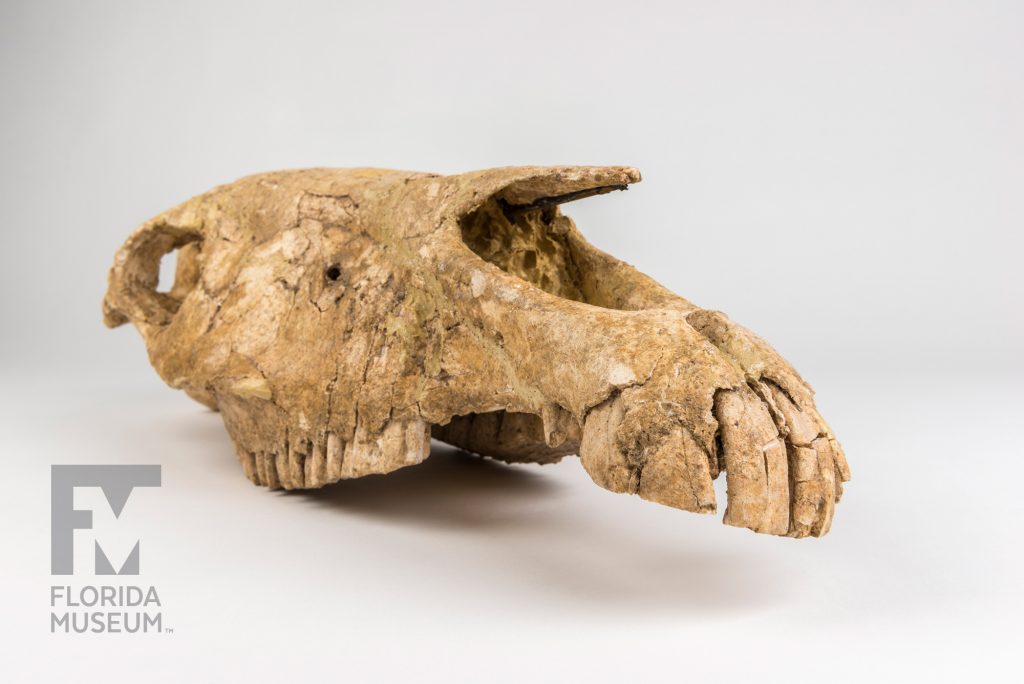 Horse Skull (Equis insulatus)