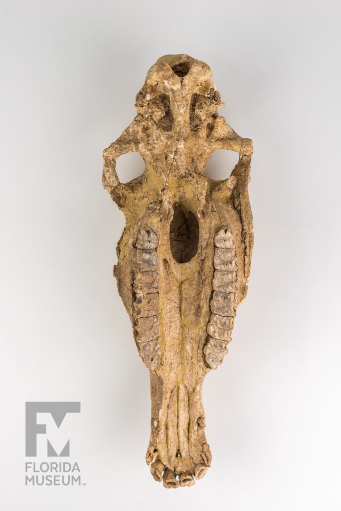 Horse Skull (Equis insulatus)