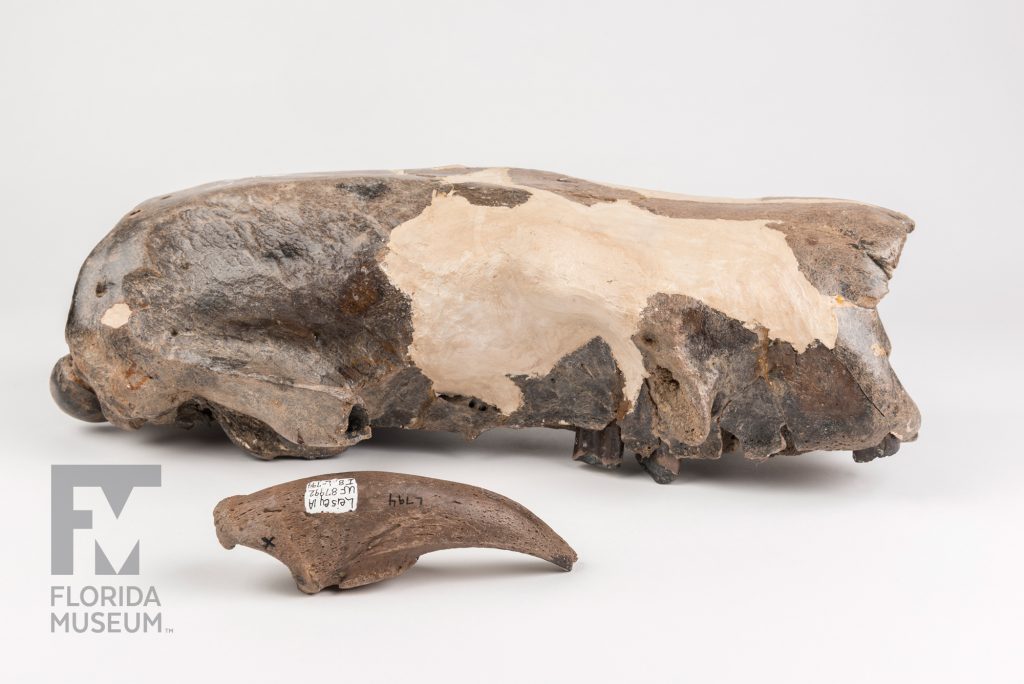 Giant Ground Sloth Skull and Claw (Paramylodon harlani)