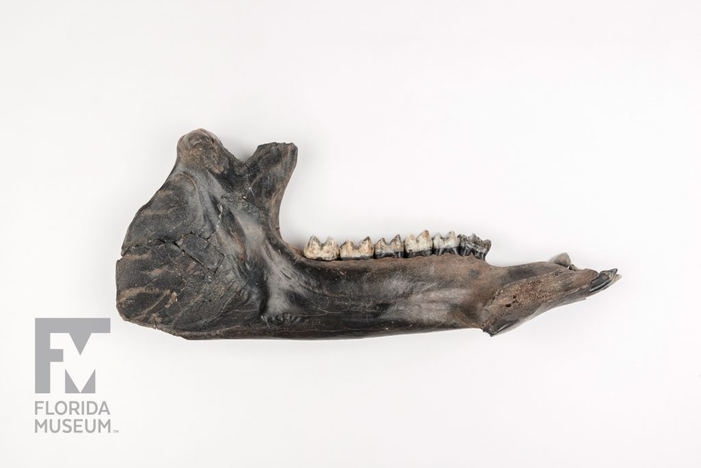 lama Jaw with a row of teeth