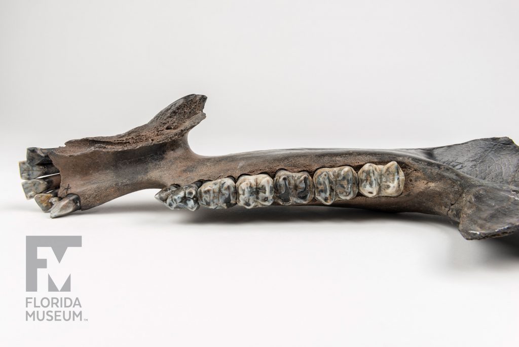 lama Jaw with a row of teeth photographed from above to show the teeth