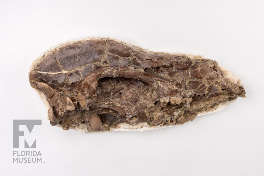 White's Bear-Dog Skull (Amphicyon longiramus) pressed flat and still in a thin plaster cast