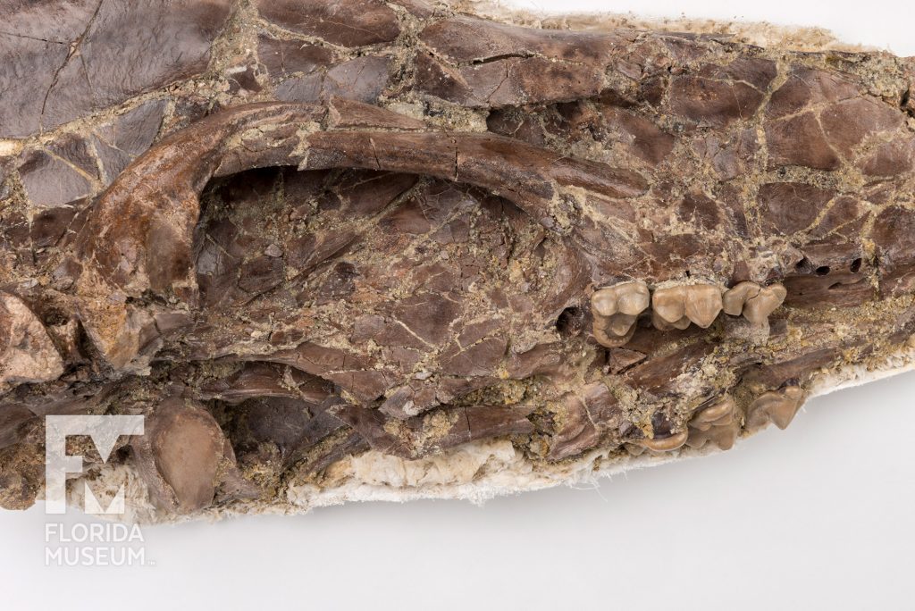 White's Bear-Dog Skull (Amphicyon longiramus) many lines show where the fossil skull is fragmented though whole teeth are visible.