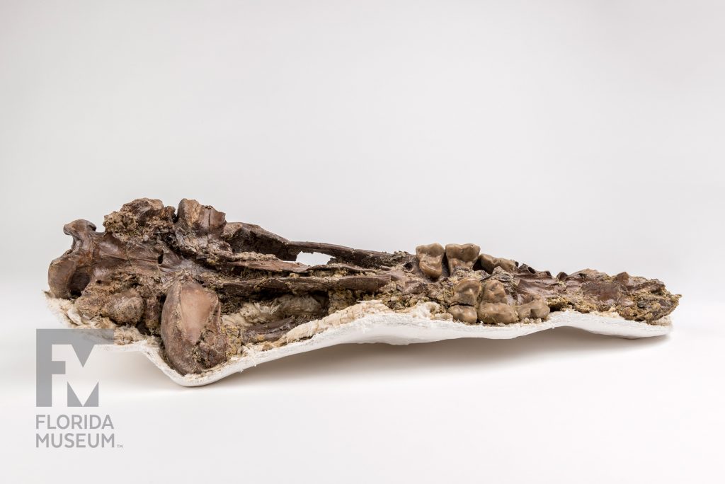 White's Bear-Dog Skull (Amphicyon longiramus) still sits in a think layer of plaster. Large molar-like teeth are visible where the skull draws to a narrow point