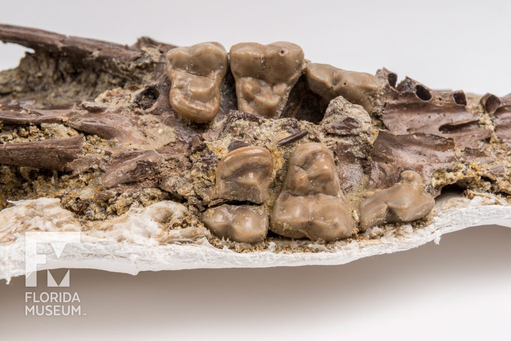 White's Bear-Dog Skull (Amphicyon longiramus) fossil showing teeth