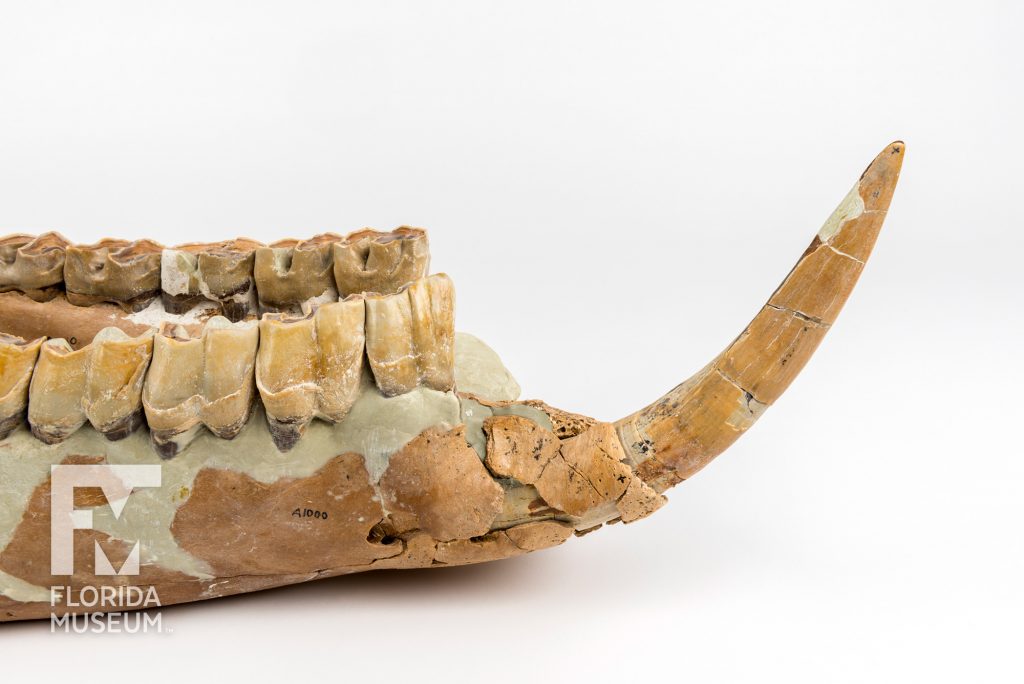 Florida Rhino jaw with molar like teeth and the sharp single tusk at the end of the jaw (Aphelops mutilus)