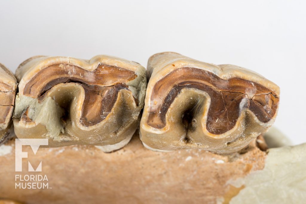 close up of a Florida Rhino teeth (Aphelops mutilus)