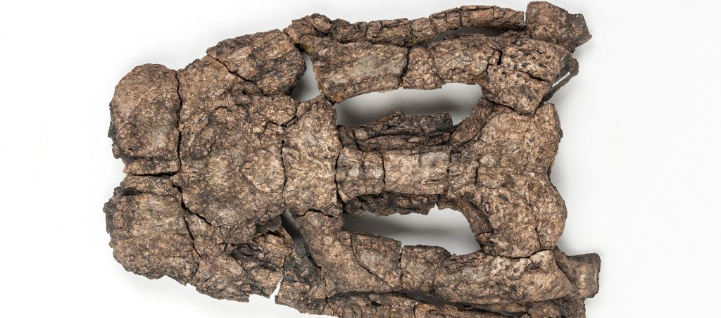 Blunt-snouted Dyrosaurid Skull (Anthracosuchus balrogus)