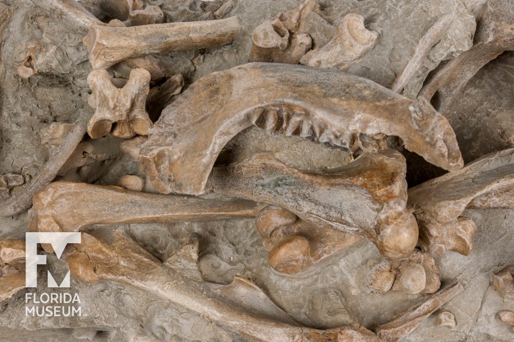 Rhinoceros Bone Bed (Menoceras)