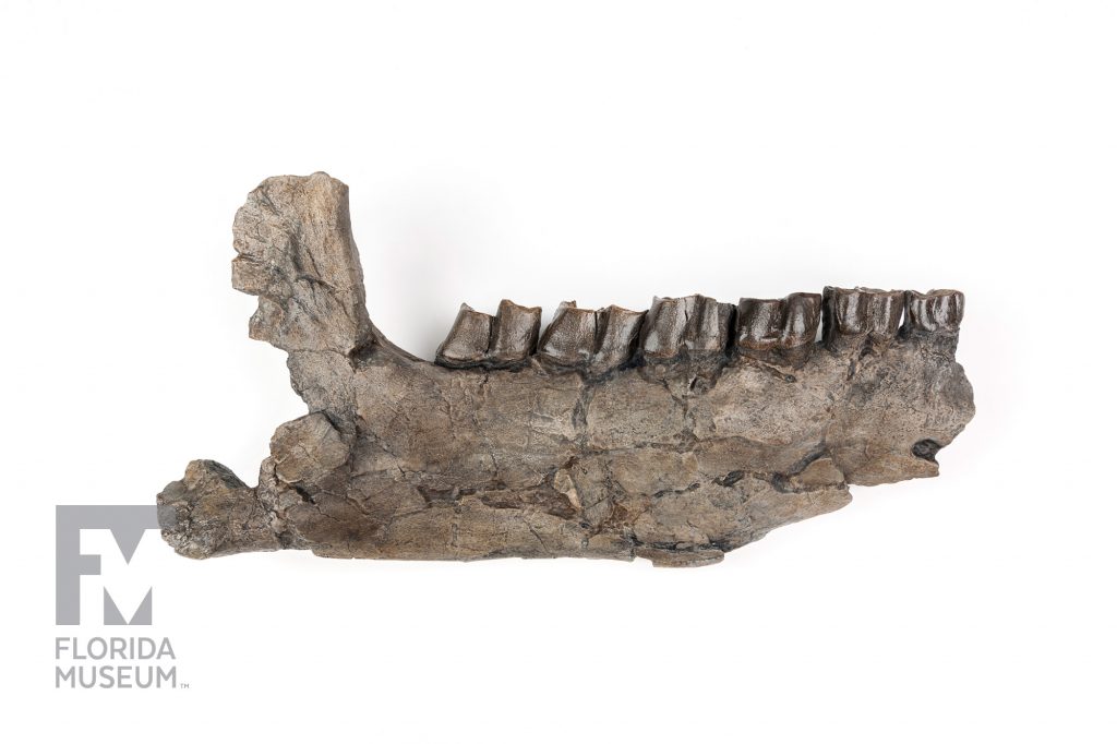 Panama Rhino jaw bone fossil with teeth (Floridaceras whitei)
