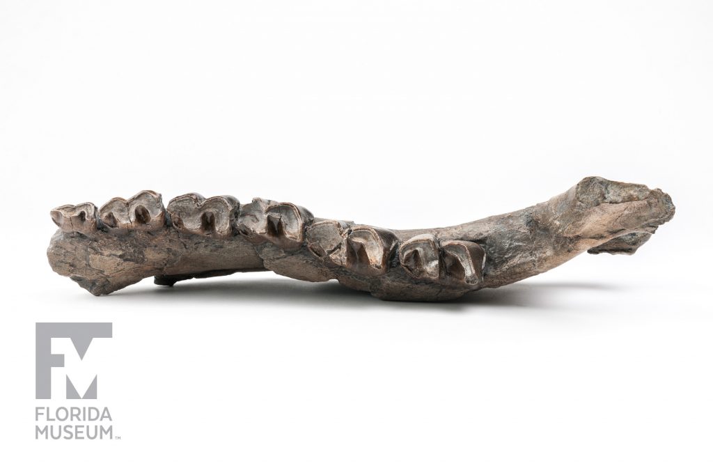 Panama Rhino jaw bone fossil with teeth (Floridaceras whitei)