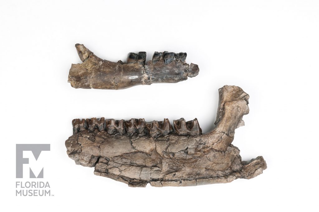 two jaw fossils of the Panama Rhino (Floridaceras whitei)