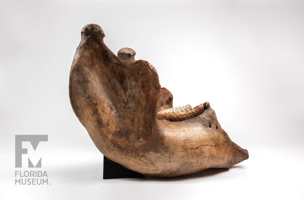 Columbian Mammoth Jaw (Mammuthus columbi)