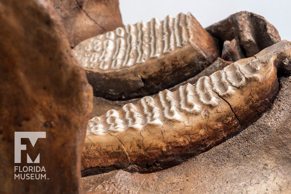 Columbian Mammoth Jaw (Mammuthus columbi)