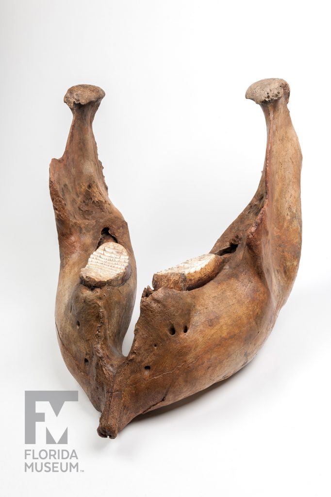 Columbian Mammoth Jaw (Mammuthus columbi)