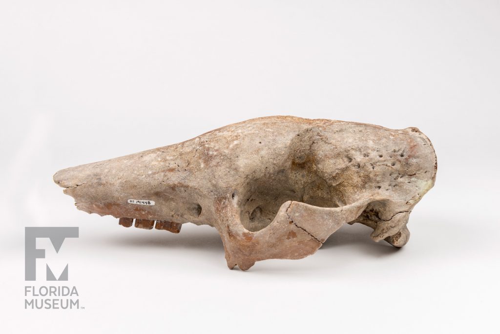 Giant Armadillo Skull (Holmesina floridanus) photographed from the side to show the long snout and three teeth