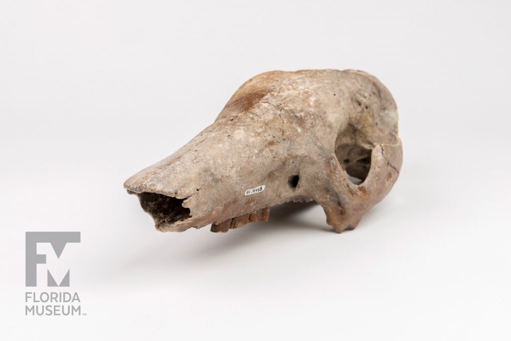 Giant Armadillo Skull (Holmesina floridanus)