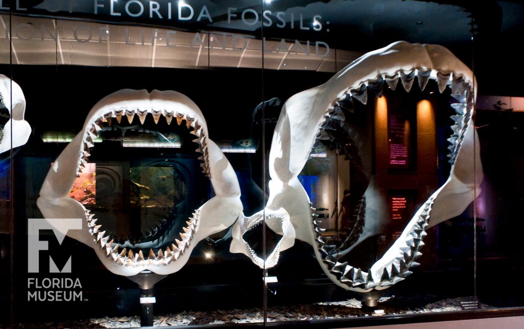 Miocene Megatoothed Shark jaw display at the Florida Museum several shark jaws with teeth are displayed and dramatically lit