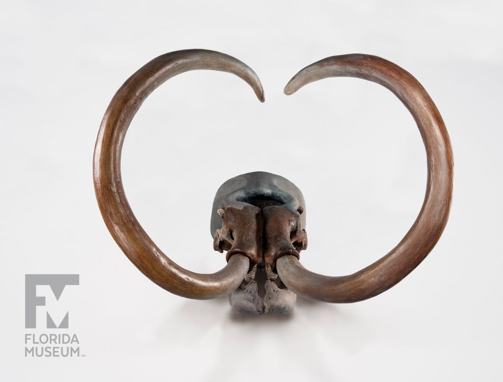 Columbian Mammoth (Mammuthus columbi)