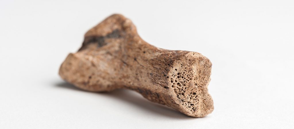 Caribbean Monk Seal Bone photographed to show the pitted interior of the bone