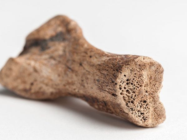 Caribbean Monk Seal Bone photographed to show the pitted interior of the bone
