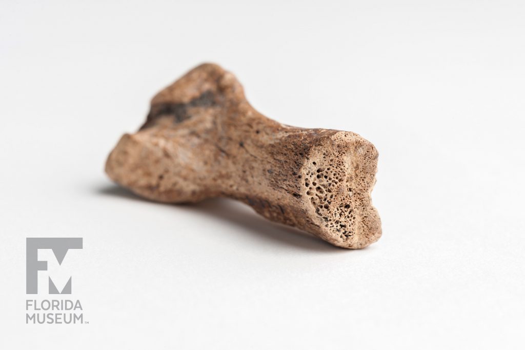 Caribbean Monk Seal Bone photographed to show the pitted interior of the bone