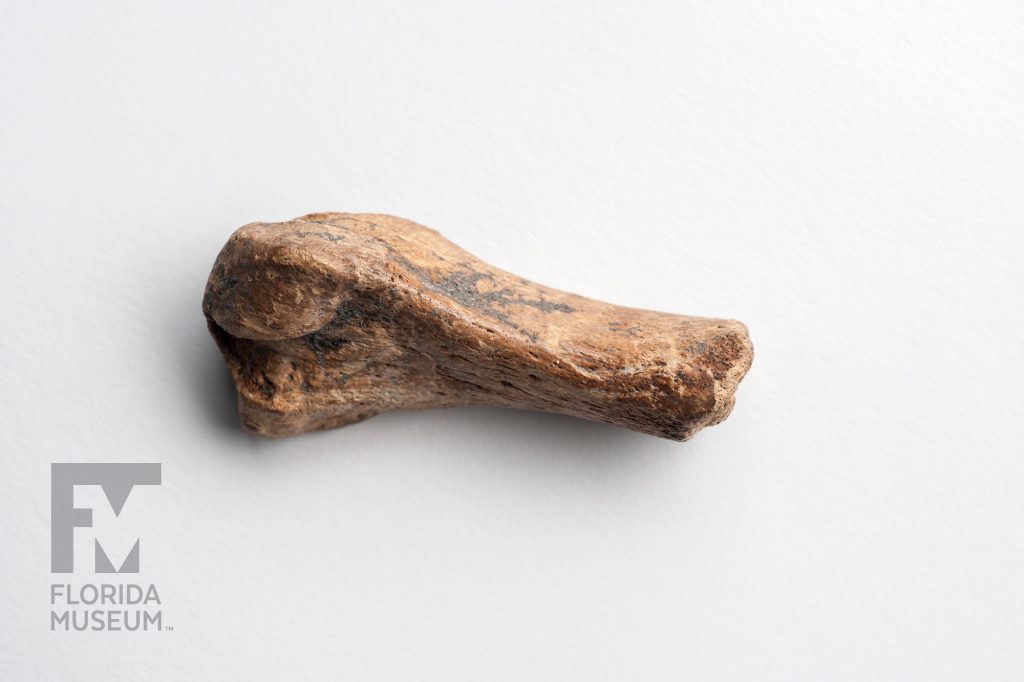 Caribbean Monk Seal Bone