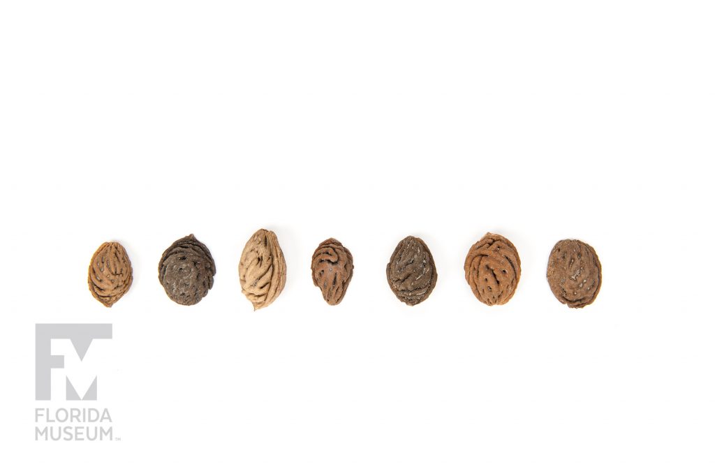 row of Peach pits showing variety of sizes and colors