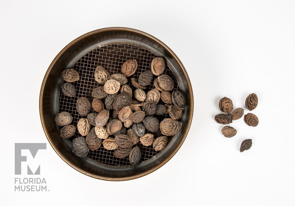 small pile of peach pits set next to a containers holding more pits