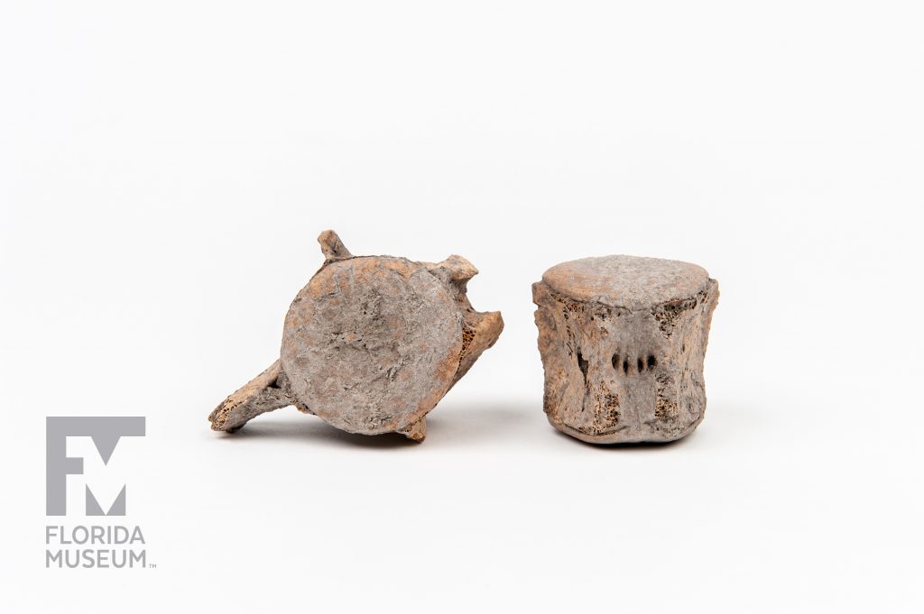Two Bottlenose Dolphin vertebrae photographed on a white background
