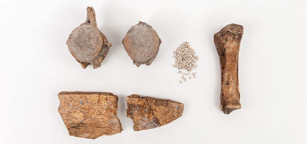 collection of bones and shells photographed on a white background