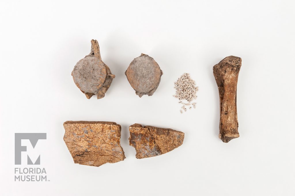 collection of animal bones and shells photographed on a white background