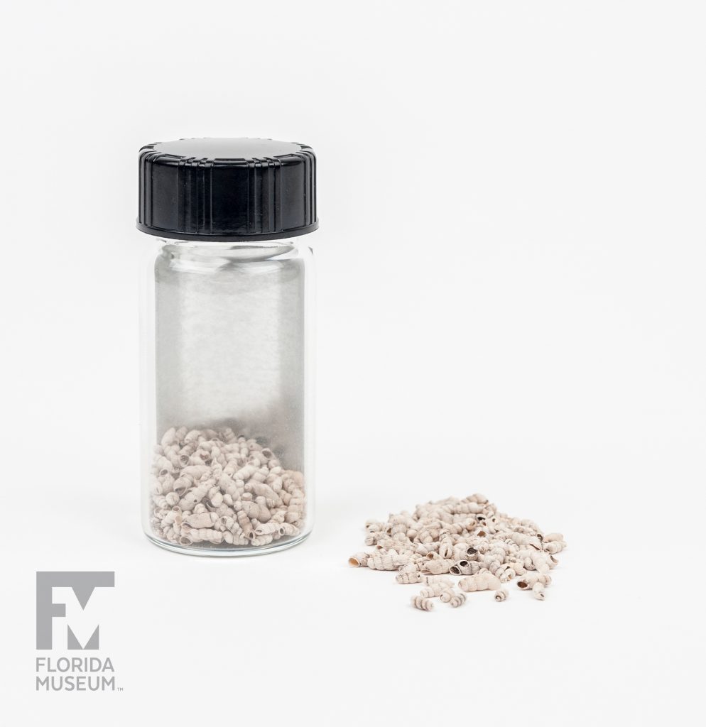 pile of small white snail shells next to a glass jar with more shells inside.