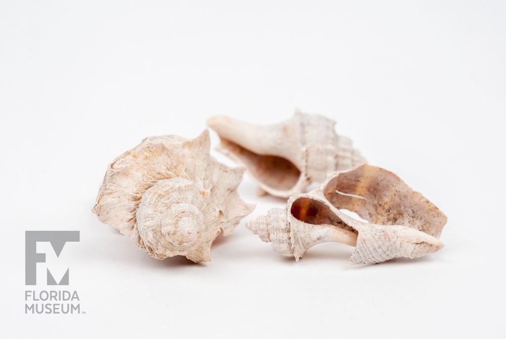 Thee Crown Conch Shells with chips and holes along the sides of the shells