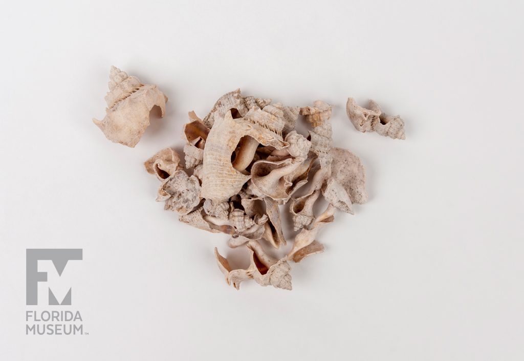 Thee Crown Conch Shells shells and pieces of shells photographed on a white background