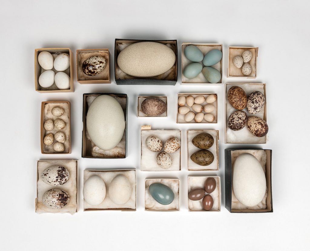Bird eggs from the Charles Doe collection
