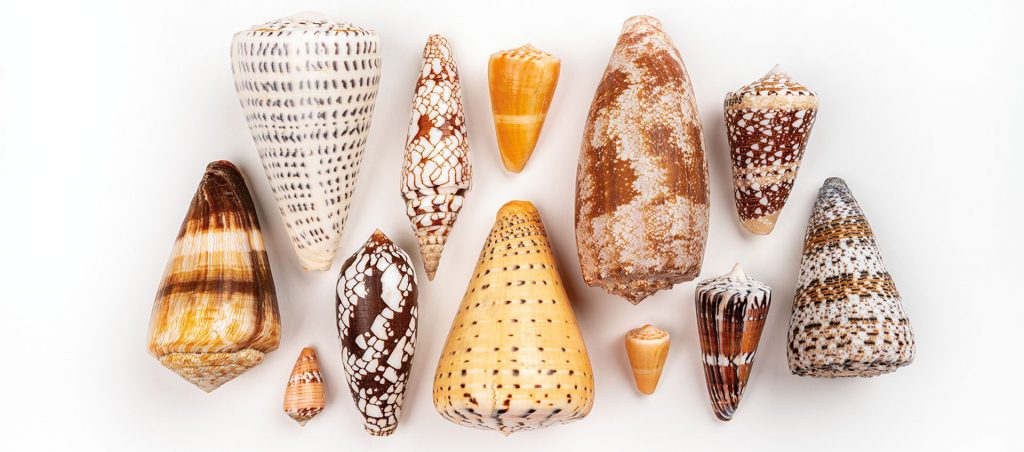 Cone shells